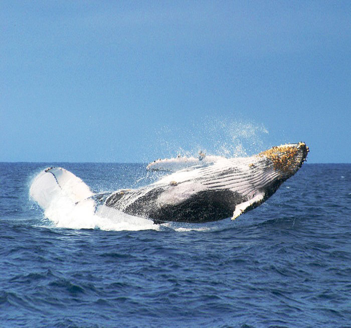 LAS TERRENAS Whale Watching